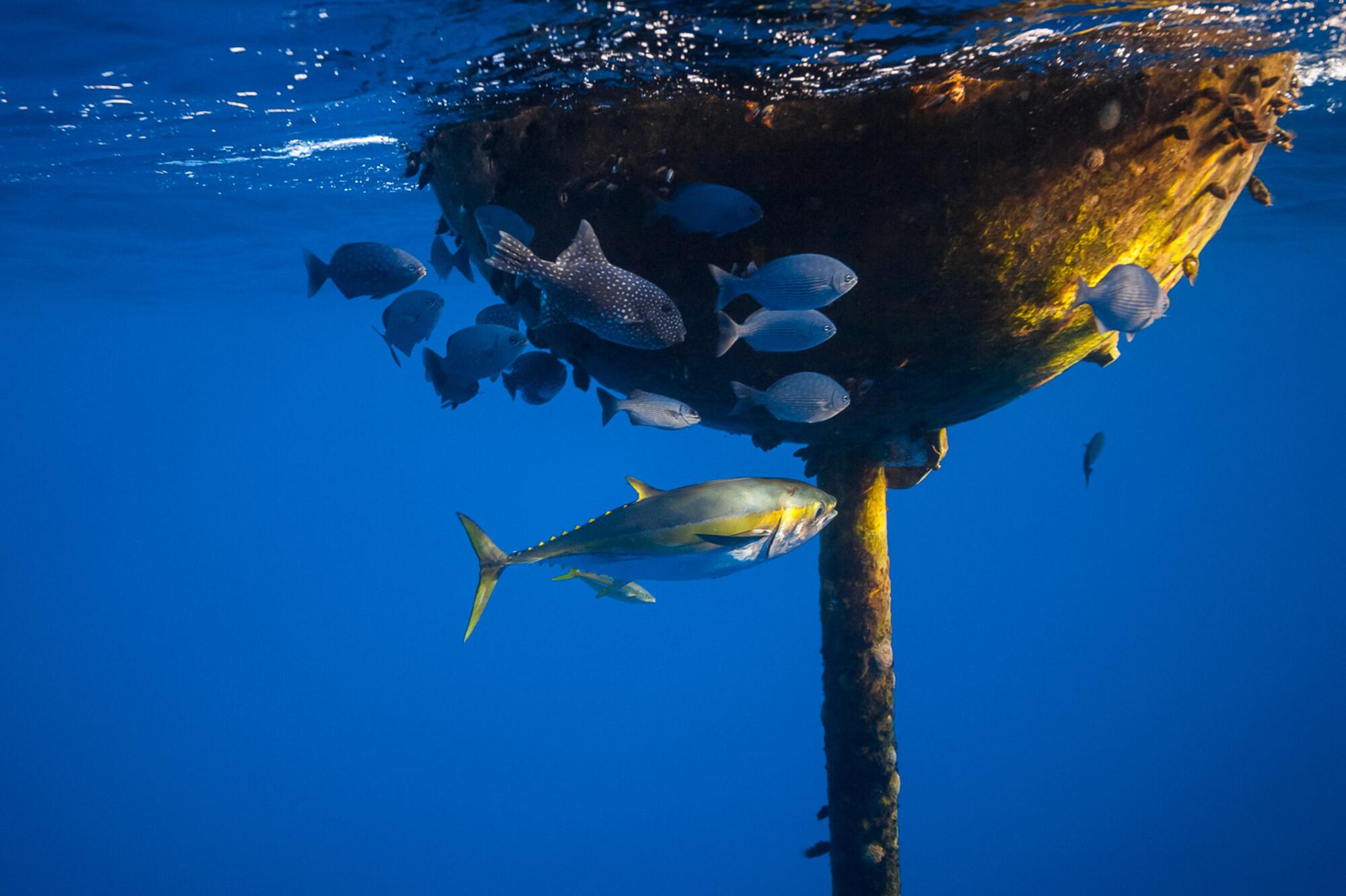 Madagascar Pesca  - 6